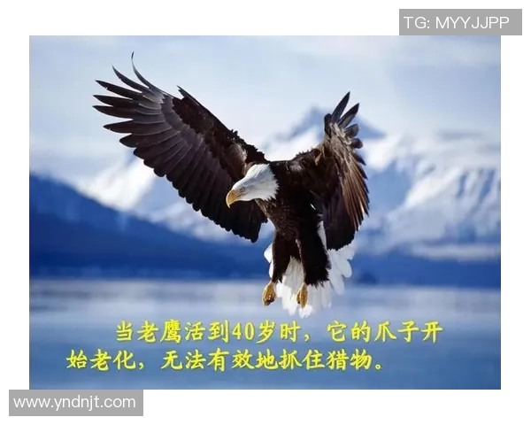 翱翔天际的王者:解读老鹰的生存智慧与自然之美 翱翔天际的王者:解读老鹰的生存智慧与自然之美